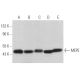 MEPE Antibody (C-4) - Western Blotting - Image 358962 