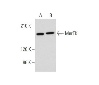 MerTK Antibody (B-4) - Western Blotting - Image 345944
