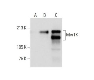 MerTK Antibody (B-1) - Western Blotting - Image 295610