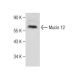 Mucin 12/MUC12 Antibody (B-9) - Western Blotting - Image 282585