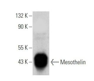 Mesothelin Antibody (C-2) - Western Blotting - Image 355241 