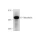 Mesothelin Antibody (G-4) - Western Blotting - Image 325120 