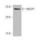 MESP1 Antibody (JH.12) - Western Blotting - Image 53961