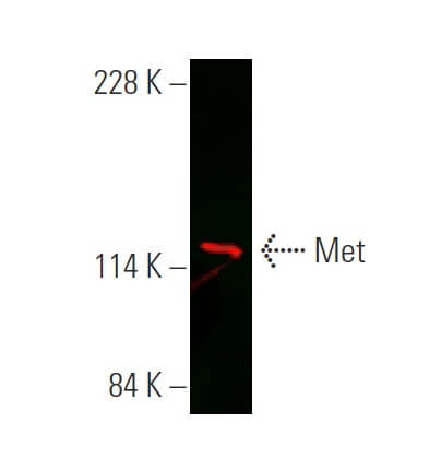 Anti-Met Antibody (B-2) | SCBT - Santa Cruz Biotechnology