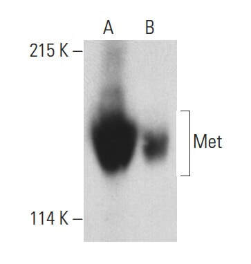 Anti-Met Antibody (B-2) | SCBT - Santa Cruz Biotechnology