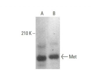 western blotting image from recommended Met (D-4) monoclonal antibody replacement. Image 350742