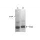 western blotting image from recommended Met (D-4) monoclonal antibody replacement. Image 350742