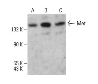 Met Antibody (H-10) - Western Blotting - Image 379239 
