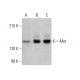 western blotting image from recommended Met (B-2) monoclonal antibody replacement. Image 379237