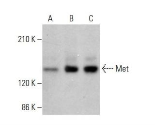 western blotting image from recommended Met (B-2) monoclonal antibody replacement. Image 379237