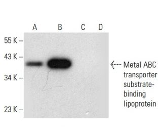 Metal ABC transporter substrate-binding lipoprotein Antibody (C-1) - Western Blotting - Image 303503