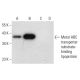 Metal ABC transporter substrate-binding lipoprotein Antibody (C-1) - Western Blotting - Image 303503