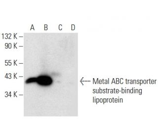 Metal ABC transporter substrate-binding lipoprotein Antibody (G-5) - Western Blotting - Image 303398