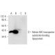 Metal ABC transporter substrate-binding lipoprotein Antibody (G-5) - Western Blotting - Image 303398