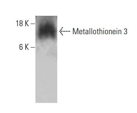 Metallothionein 3 Antibody (1F11) | SCBT - Santa Cruz