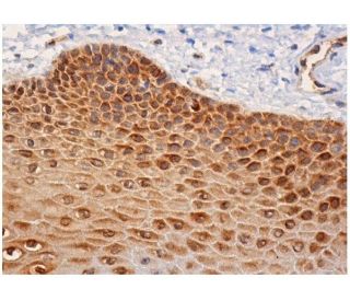 MetAP-1 Antibody (C-10) - Immunohistochemistry - Image 284744 