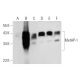 MetAP-1 Antibody (C-12) - Western Blotting - Image 320946 