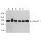 MetAP-1 Antibody (C-12) - Western Blotting - Image 365983