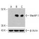 MetAP-1 Antibody (C-12) - Western Blotting - Image 415670