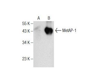 MetAP-1 Antibody (G-1) - Western Blotting - Image 160486 