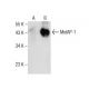 MetAP-1 Antibody (G-1) - Western Blotting - Image 160486 