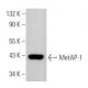 MetAP-1 Antibody (G-1) - Western Blotting - Image 366579