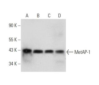 MetAP-1 Antibody (G-9) - Western Blotting - Image 320947 