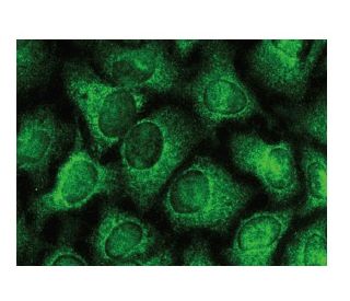 MetAP-2 Antibody (A-9) - Immunofluorescence - Image 149846 