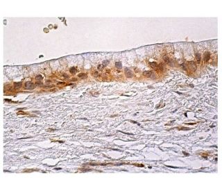 MetAP-2 Antibody (B-8) - Immunohistochemistry - Image 159641 