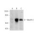 MetAP-2 Antibody (D-1) - Western Blotting - Image 139417