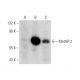 MetAP-2 Antibody (D-1) - Western Blotting - Image 139419 
