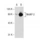MetAP-2 Antibody (D-7) - Western Blotting - Image 108957
