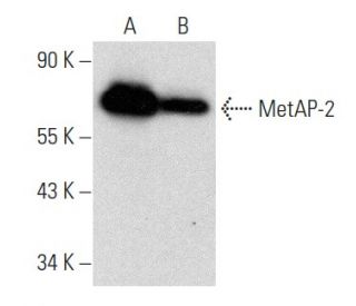 MetAP-2 Antibody (D-7) - Western Blotting - Image 358475 