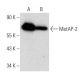 MetAP-2 Antibody (D-7) - Western Blotting - Image 358475 