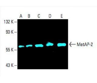 MetAP-2 Antibody (F-7) - Western Blotting - Image 394825 
