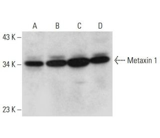 Metaxin 1 Antibody (G-7) - Western Blotting - Image 320255 