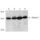 Metaxin 1 Antibody (G-7) - Western Blotting - Image 320255 