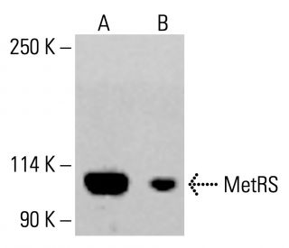 MetRS Antibody (H-1) - Western Blotting - Image 413807