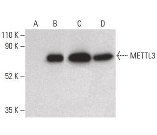 METTL3 Antibody (D-9) - Western Blotting - Image 399622 