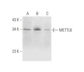 METTL6 Antibody (F-8) - Western Blotting - Image 344571 