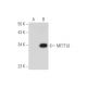 METTL6 Antibody (F-8) - Western Blotting - Image 344569 