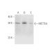 METTL6 Antibody (F-8) - Western Blotting - Image 344571 