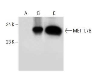 METTL7B Antibody (D-2) - Western Blotting - Image 306612 
