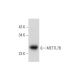 METTL7B Antibody (E-10) - Western Blotting - Image 344486