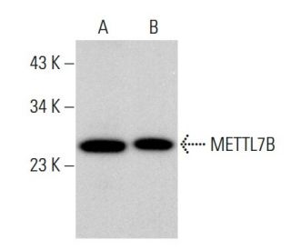 METTL7B Antibody (E-10) - Western Blotting - Image 375518 