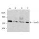 Mex3b Antibody (D-12) - Western Blotting - Image 368582 