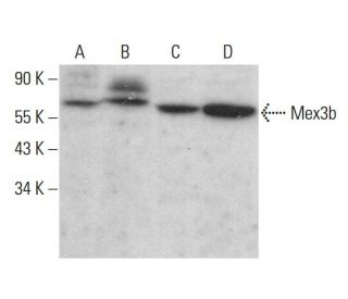 Mex3b Antibody (D-12) - Western Blotting - Image 377420 