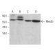 Mex3b Antibody (D-12) - Western Blotting - Image 377420 