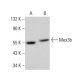 Mex3b Antibody (D-12) - Western Blotting - Image 380559
