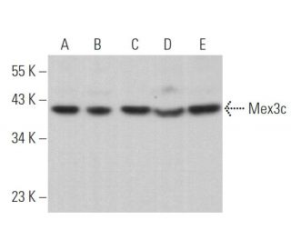 Mex3c Antibody (D-10) - Western Blotting - Image 369833 